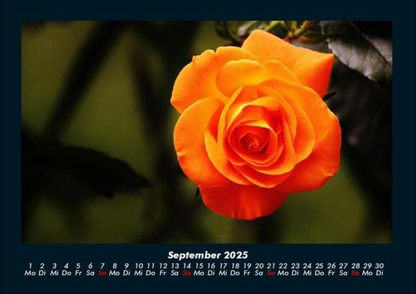 Produktbild: Rosentraum 2025 Fotokalender DIN A4