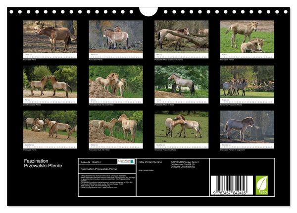 Produktbild: Faszination Przewalski-Pferde (Wandkalender 2026 DIN A4 quer), CALVENDO Monatskalender