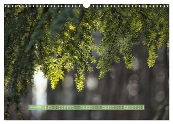 Produktbild: Zauber des Lichts (Wandkalender 2026 DIN A3 quer), CALVENDO Monatskalender