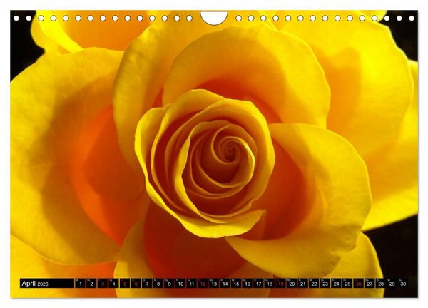 Produktbild: Rosen nat&uuml;rlich sch&ouml;n (Wandkalender 2026 DIN A4 quer), CALVENDO Monatskalender