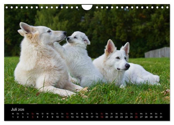 Produktbild: Wei&szlig;er Schweizer Sch&auml;ferhund (Wandkalender 2026 DIN A4 quer), CALVENDO Monatskalender