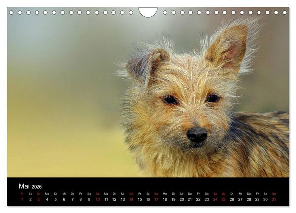 Produktbild: Katzen & Hunde (Wandkalender 2026 DIN A4 quer), CALVENDO Monatskalender