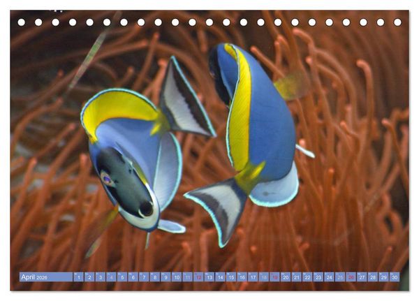 Produktbild: Bunte Welt der Fische (Tischkalender 2026 DIN A5 quer), CALVENDO Monatskalender
