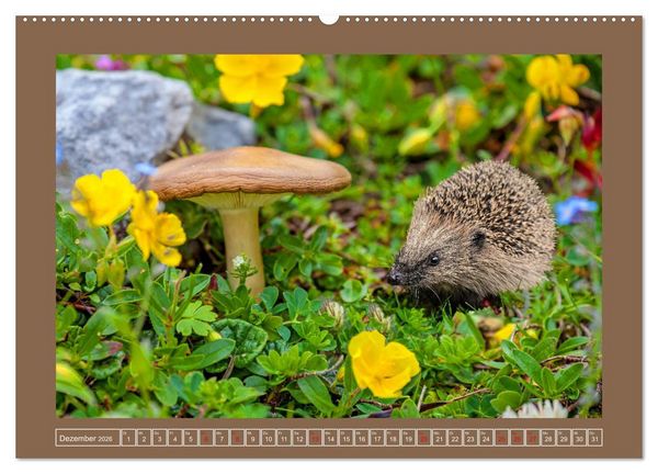 Produktbild: Wir sind die Stars im Garten (Wandkalender 2026 DIN A2 quer), CALVENDO Monatskalender