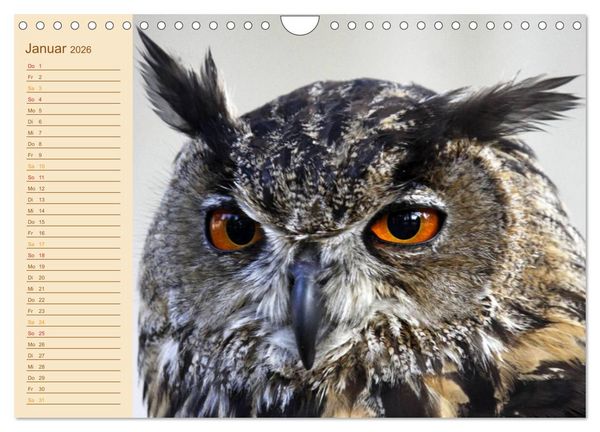 Produktbild: Eulen (Wandkalender 2026 DIN A4 quer), CALVENDO Monatskalender