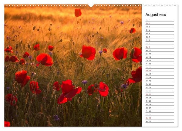 Produktbild: Ein Traum von Mohn (Wandkalender 2026 DIN A2 quer), CALVENDO Monatskalender
