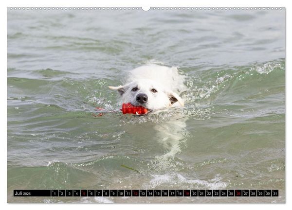 Produktbild: Berger Blanc Suisse - Weggef&auml;hrten auf 4 Pfoten (Wandkalender 2026 DIN A2 quer), CALVENDO Monatskalender