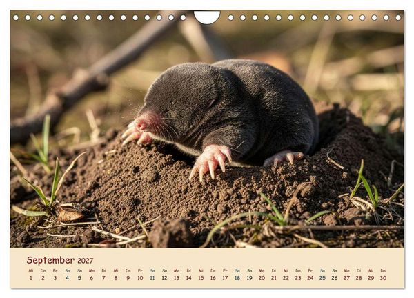 Produktbild: Im Reich der Tunnelbauer - Maulw&uuml;rfe und Nacktmulle, Leben im Verborgenen (Wandkalender 2027 DIN A4 quer), CALVENDO Monatskalender