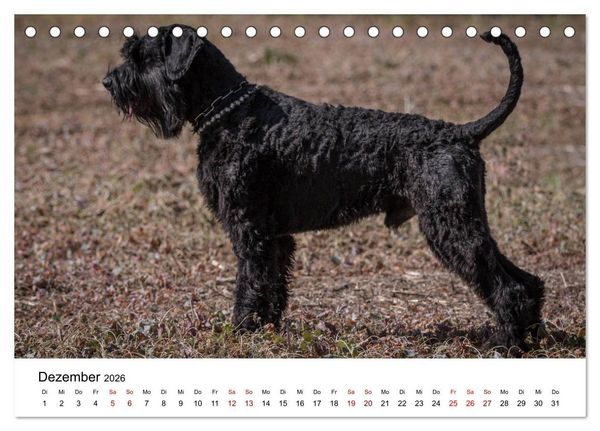 Produktbild: Schnauzer... von Zwergen und Riesen 2026 (Tischkalender 2026 DIN A5 quer), CALVENDO Monatskalender