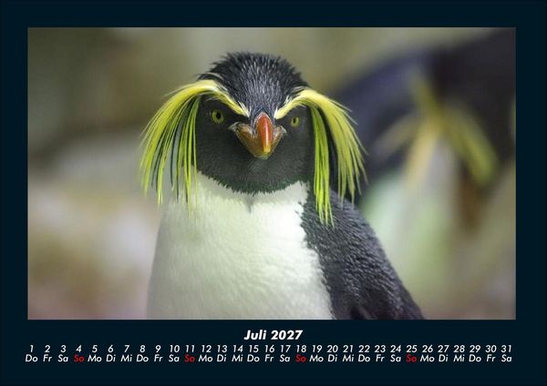 Produktbild: Pinguine & Eisb&auml;ren 2027 Fotokalender DIN A4