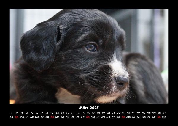 Produktbild: Welpen 2025 Fotokalender DIN A3