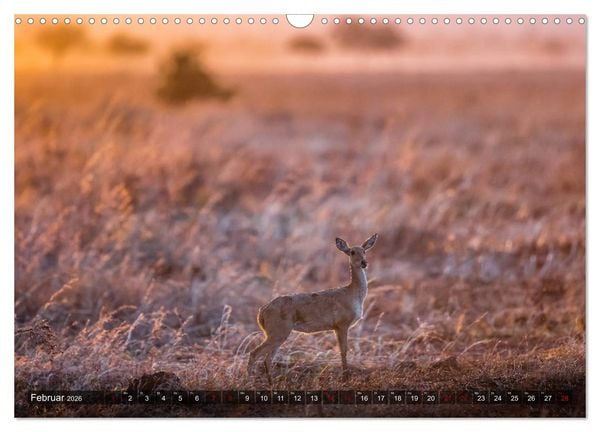 Produktbild: Safari in Tansania (Wandkalender 2026 DIN A3 quer), CALVENDO Monatskalender