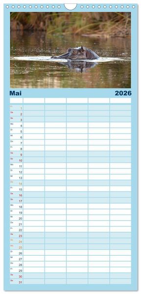Produktbild: Familienplaner 2026 - Nilpferde, Kolosse in Afrika mit 5 Spalten (Wandkalender, 21 x 45 cm) CALVENDO