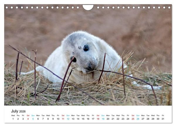 Produktbild: Grey Seal Pups of Donna Nook (Wall Calendar 2026 DIN A4 landscape), CALVENDO 12 Month Wall Calendar