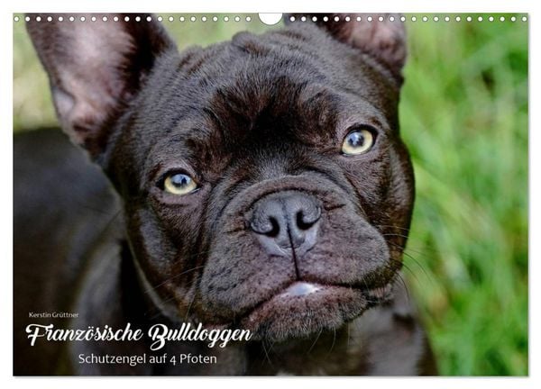 Produktbild: Franz&ouml;sische Bulldoggen - Schutzengel auf 4 Pfoten (Wandkalender 2026 DIN A3 quer), CALVENDO Monatskalender