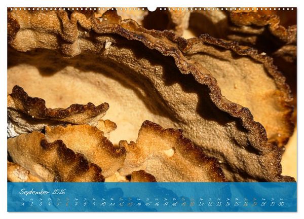 Produktbild: Natur abstrakt Farben und Strukturen (Wandkalender 2026 DIN A2 quer), CALVENDO Monatskalender