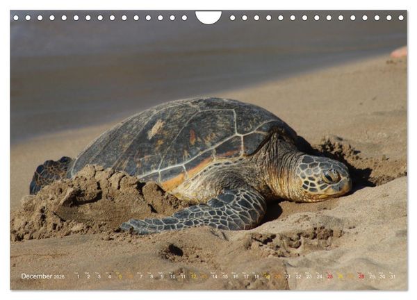 Produktbild: Hawaii, Maui and Big Island (Wall Calendar 2026 DIN A4 landscape), CALVENDO 12 Month Wall Calendar