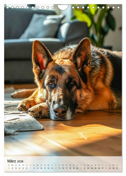 Produktbild: Deutscher Sch&auml;ferhund - mutig und zuverl&auml;ssig (Wandkalender 2026 DIN A4 hoch), CALVENDO Monatskalender