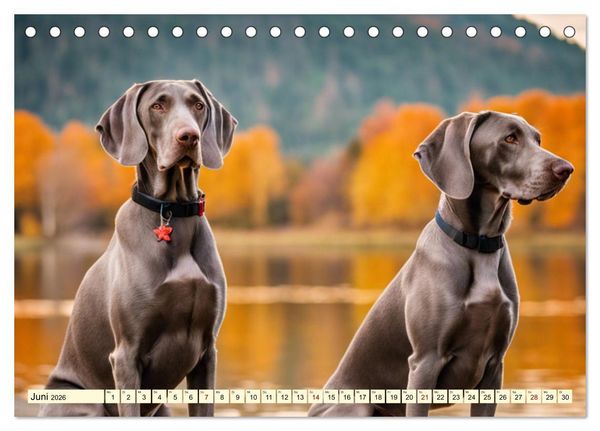 Produktbild: Weimaraner - der ideale Jagdbegleiter (Tischkalender 2026 DIN A5 quer), CALVENDO Monatskalender