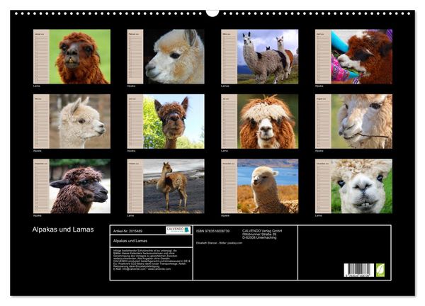 Produktbild: Alpakas und Lamas (Wandkalender 2026 DIN A2 quer), CALVENDO Monatskalender