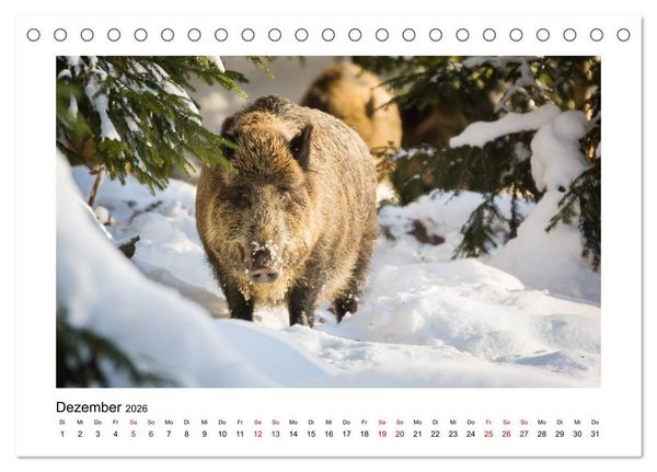 Produktbild: Deutschlands Wildtiere (Tischkalender 2026 DIN A5 quer), CALVENDO Monatskalender