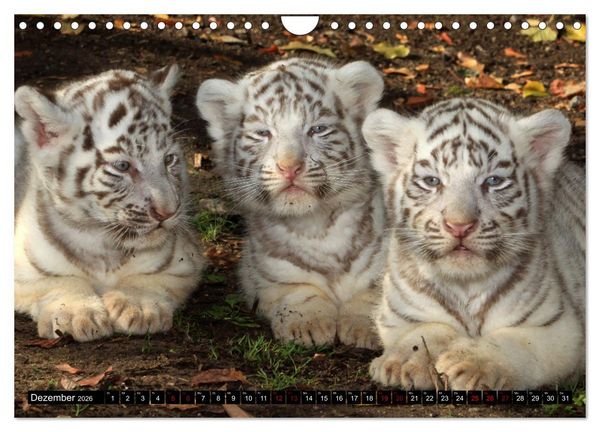 Produktbild: GROSSKATZEN GANZ KLEIN (Wandkalender 2026 DIN A4 quer), CALVENDO Monatskalender