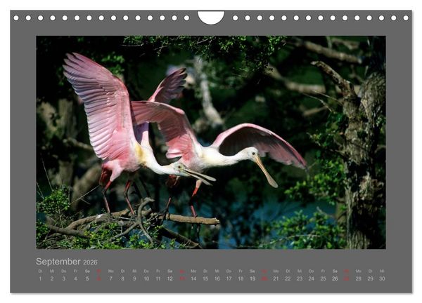 Produktbild: V&Ouml;GEL (Wandkalender 2026 DIN A4 quer), CALVENDO Monatskalender