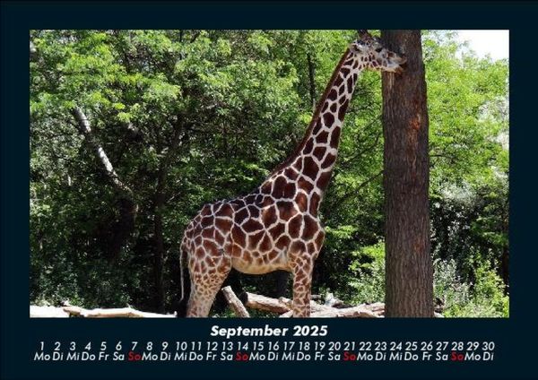 Produktbild: Giraffen 2025 Fotokalender DIN A5