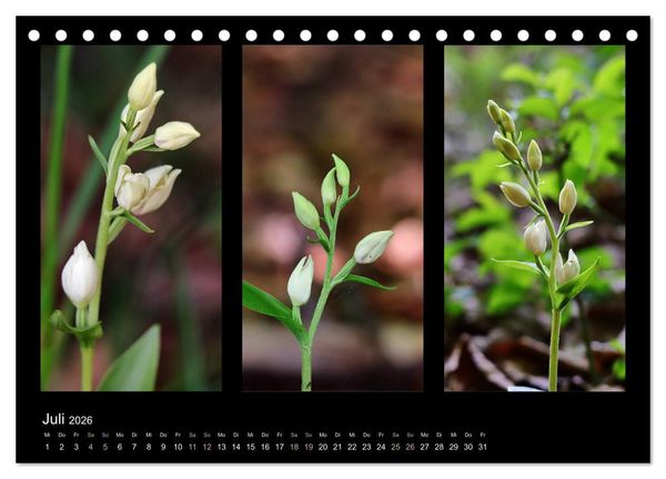 Produktbild: Heimische Orchideen im Dreierpack (Tischkalender 2026 DIN A5 quer), CALVENDO Monatskalender