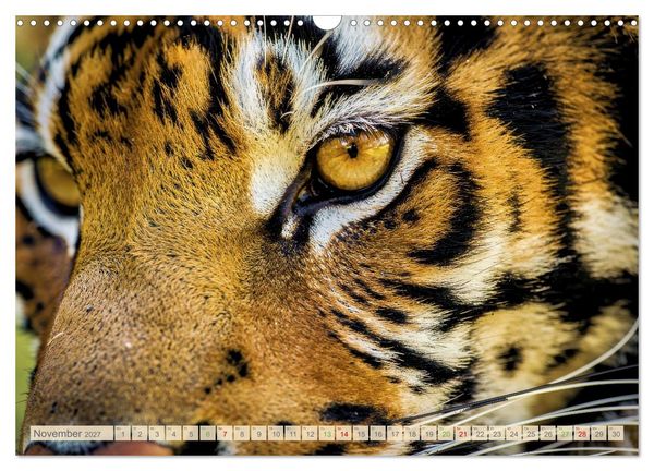 Produktbild: Die Augen der Wildnis (Wandkalender 2027 DIN A3 quer), CALVENDO Monatskalender