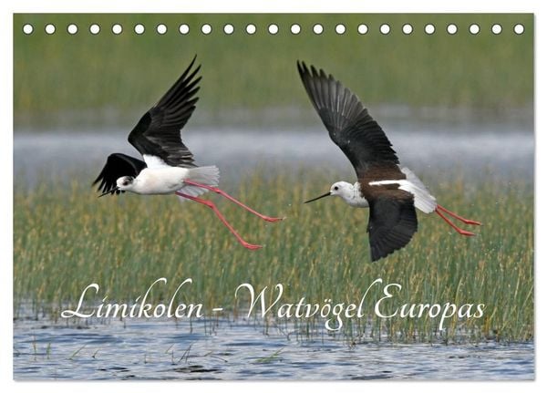 Limikolen - Watvögel Europas (Tischkalender 2026 DIN A5 quer), CALVENDO Monatskalender