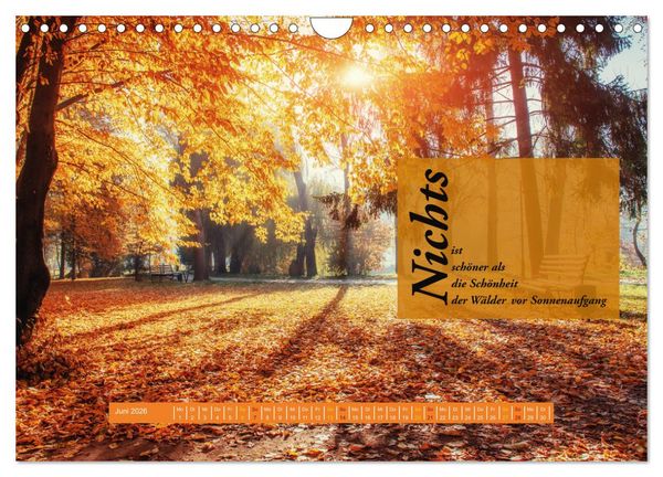 Produktbild: WALD Erholung pur (Wandkalender 2026 DIN A4 quer), CALVENDO Monatskalender