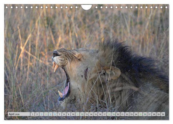 Produktbild: L&ouml;wen. Die K&ouml;nige Afrikas (Wandkalender 2026 DIN A4 quer), CALVENDO Monatskalender