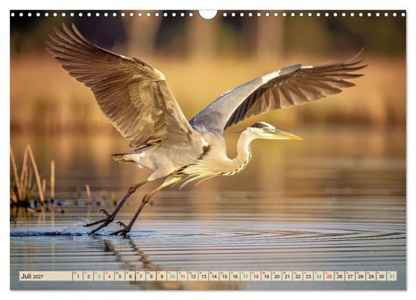 Produktbild: Silberreiher - pure Eleganz (Wandkalender 2027 DIN A3 quer), CALVENDO Monatskalender