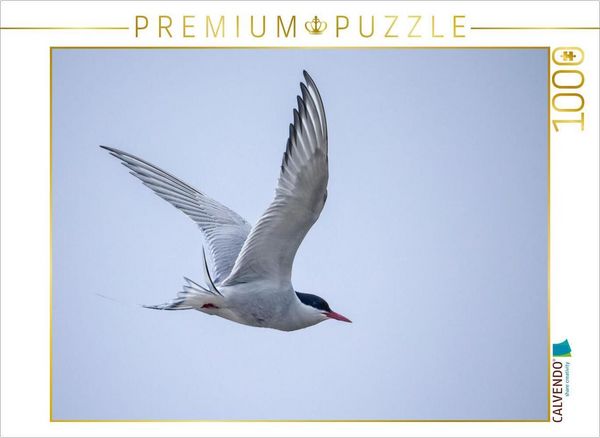 Produktbild: CALVENDO Puzzle K&uuml;stenseeschwalbe | 1000 Teile Lege-Gr&ouml;&szlig;e 64x48cm Foto-Puzzle f&uuml;r gl&uuml;ckliche Stunden
