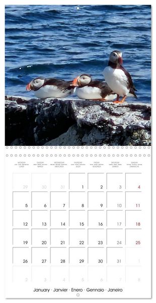 Produktbild: Puffin Pals (Wall Calendar 2026 12 &times; 12 Inch) CALVENDO 12 Month Wall Calendar