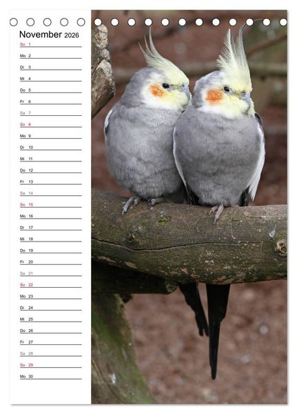 Produktbild: Der Nymphensittich-Terminplaner (Tischkalender 2026 DIN A5 hoch), CALVENDO Monatskalender