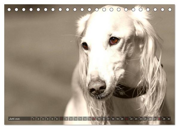 Produktbild: Windhunde eye-catcher (Tischkalender 2026 DIN A5 quer), CALVENDO Monatskalender