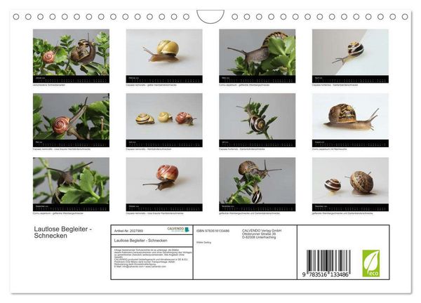 Produktbild: Lautlose Begleiter - Schnecken (Wandkalender 2026 DIN A4 quer), CALVENDO Monatskalender