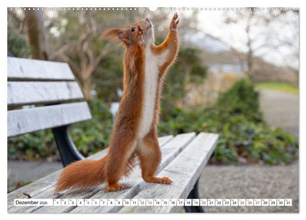 Produktbild: Eichh&ouml;rnchen im K&ouml;niglichen Garten (Wandkalender 2026 DIN A2 quer), CALVENDO Monatskalender