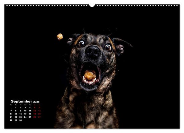 Produktbild: Leckerchen! (hochwertiger Premium Wandkalender 2026 DIN A2 quer), Kunstdruck in Hochglanz