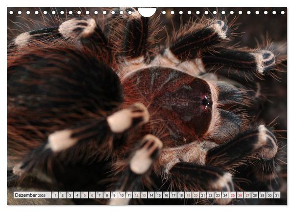 Produktbild: INSEKTEN GANZ NAHE (Wandkalender 2026 DIN A4 quer), CALVENDO Monatskalender