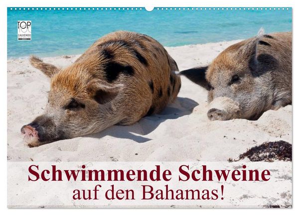 Produktbild: Schwimmende Schweine auf den Bahamas! (Wandkalender 2026 DIN A2 quer), CALVENDO Monatskalender