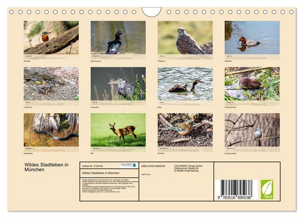 Produktbild: Wildes Stadtleben in M&uuml;nchen (Wandkalender 2026 DIN A4 quer), CALVENDO Monatskalender