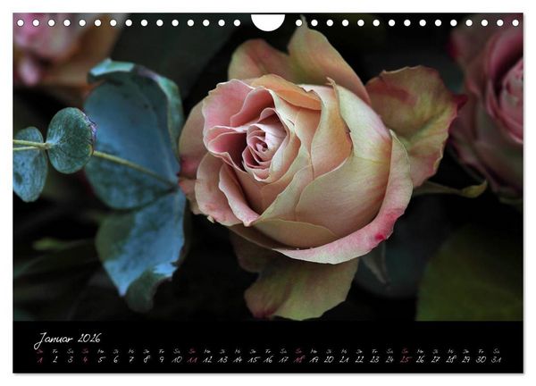 Produktbild: Rosen Romanze - Visuelle Musik (Wandkalender 2026 DIN A4 quer), CALVENDO Monatskalender