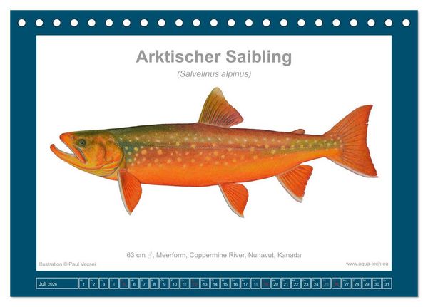 Produktbild: Fisch als Kunst 2026: Amerikanische Saiblinge (Tischkalender 2026 DIN A5 quer), CALVENDO Monatskalender