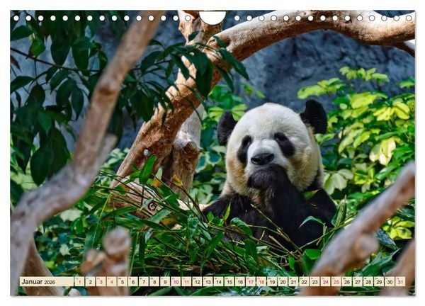 Produktbild: Niedlicher Panda (Wandkalender 2026 DIN A4 quer), CALVENDO Monatskalender