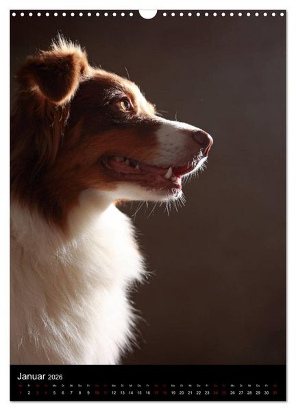 Produktbild: Geliebte Aussies - Australian Shepherds im Portrait (Wandkalender 2026 DIN A3 hoch), CALVENDO Monatskalender