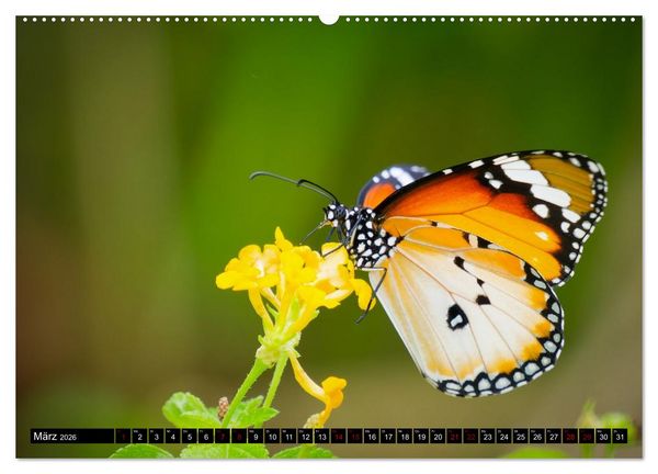 Produktbild: Singapurs Tierwelt (hochwertiger Premium Wandkalender 2026 DIN A2 quer), Kunstdruck in Hochglanz