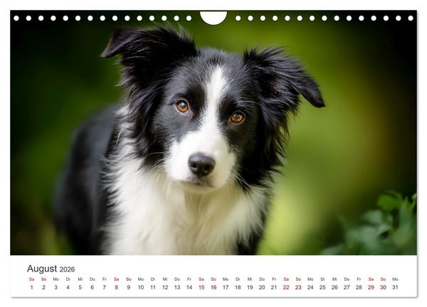 Produktbild: Sch&ouml;n, schlau, schnell! - Der Border Collie - Kalender (Wandkalender 2026 DIN A4 quer), CALVENDO Monatskalender